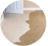 Carpet Shampoo Service